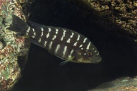 The 17 herbivorous species studied: Petrochromis sp. &quot;Kipili brown&quot; (female)