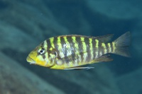 The 17 herbivorous species studied: Petrochromis cf. macrognathus &quot;Rainbow&quot; (female)