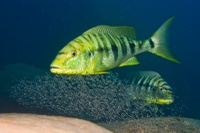 Boulengerochromis microlepis (pair with fry)-0079