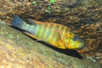 The 17 herbivorous species studied: Petrochromis cf. macrognathus &quot;Rainbow&quot; (male)