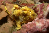 Thalassa House Reef : Antennarius maculatus