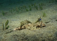 Thalassa House Reef : Dactylopus dactylopus