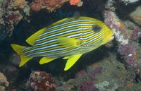 Thalassa House Reef : Plectorhinchus polytaenia