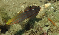 Thalassa House Reef : Koumansetta rainfordi & Eviota atriventris