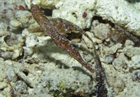 Fukui Point : Solenostomus cyanopterus