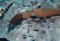 Fukui Point : Acanthochromis polyacanthus