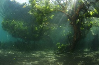 Thalassa House Reef : habitat &quot;mangrove&quot;
