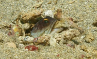 Thalassa House Reef : Opistognathus randalli