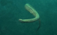 Thalassa House Reef : le serpent marin Acrochordus granulatus