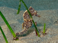 Female, Short-snouted seahorse - Hippocampus hippocampus