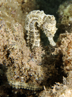 Femelle, Hippocampe terne - Hippocampus fuscus, Turquie