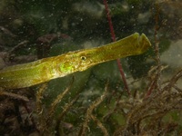 Male, Atlantic deep-snouted pipefish - Syngnathus typhle typhle