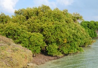 Mangrove (Avicennia marina)