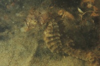 Female, Short-snouted seahorse - Hippocampus hippocampus