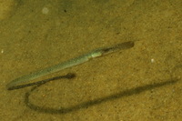 Siphonostome atlantique - Syngnathus typhle typhle