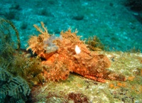 Scorpionfish - Scorpaenopsis cf. venosa